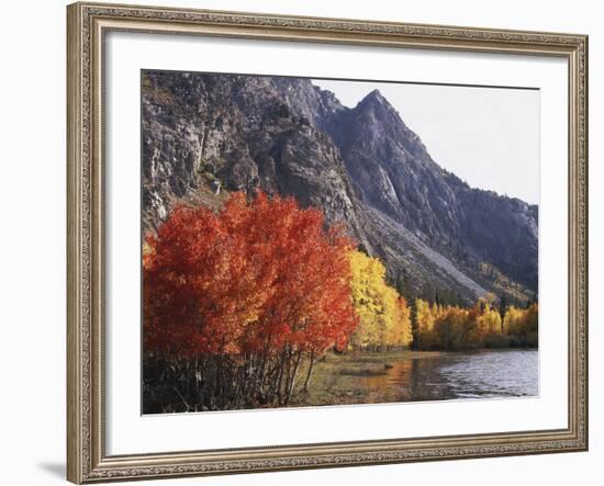 California, Sierra Nevada, Red Color Aspens Along Grant Lake, Inyo Nf-Christopher Talbot Frank-Framed Photographic Print