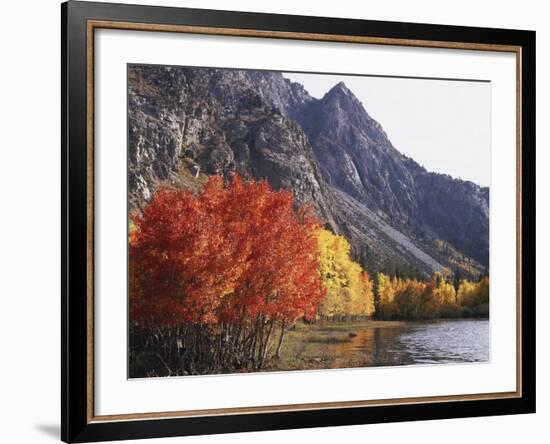 California, Sierra Nevada, Red Color Aspens Along Grant Lake, Inyo Nf-Christopher Talbot Frank-Framed Photographic Print