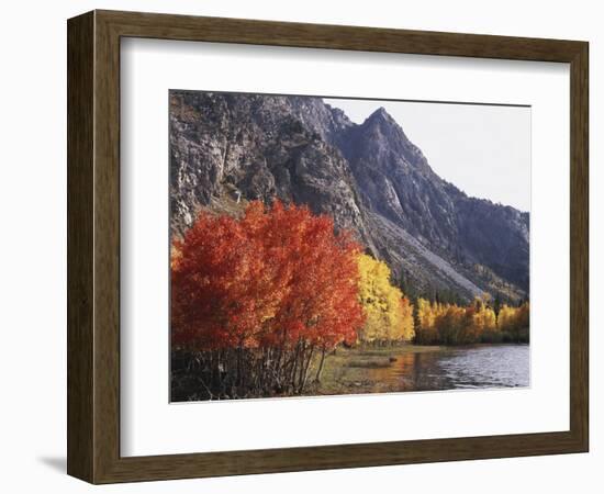 California, Sierra Nevada, Red Color Aspens Along Grant Lake, Inyo Nf-Christopher Talbot Frank-Framed Photographic Print