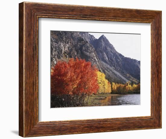 California, Sierra Nevada, Red Color Aspens Along Grant Lake, Inyo Nf-Christopher Talbot Frank-Framed Photographic Print