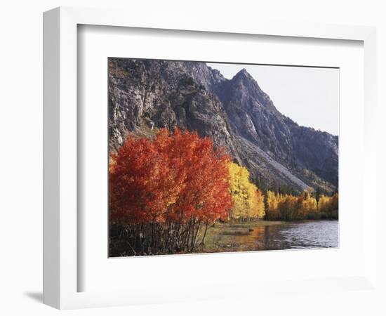 California, Sierra Nevada, Red Color Aspens Along Grant Lake, Inyo Nf-Christopher Talbot Frank-Framed Photographic Print
