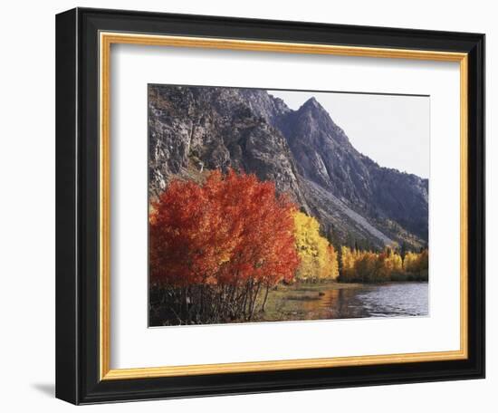 California, Sierra Nevada, Red Color Aspens Along Grant Lake, Inyo Nf-Christopher Talbot Frank-Framed Photographic Print