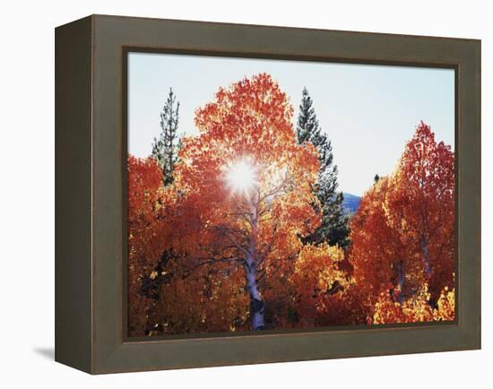 California, Sierra Nevada, Sunset Through Red Color Aspens in Inyo Nf-Christopher Talbot Frank-Framed Premier Image Canvas