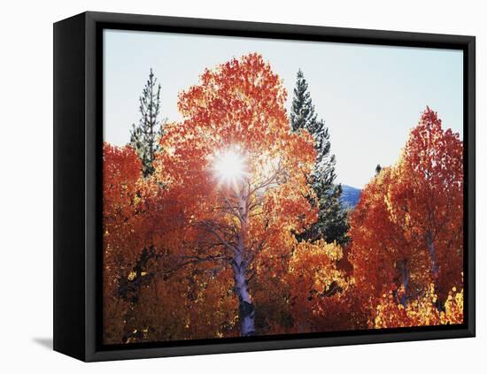 California, Sierra Nevada, Sunset Through Red Color Aspens in Inyo Nf-Christopher Talbot Frank-Framed Premier Image Canvas