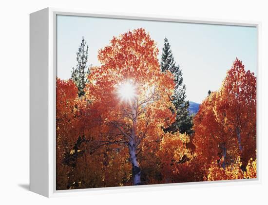 California, Sierra Nevada, Sunset Through Red Color Aspens in Inyo Nf-Christopher Talbot Frank-Framed Premier Image Canvas