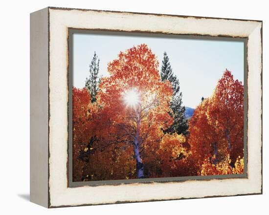 California, Sierra Nevada, Sunset Through Red Color Aspens in Inyo Nf-Christopher Talbot Frank-Framed Premier Image Canvas