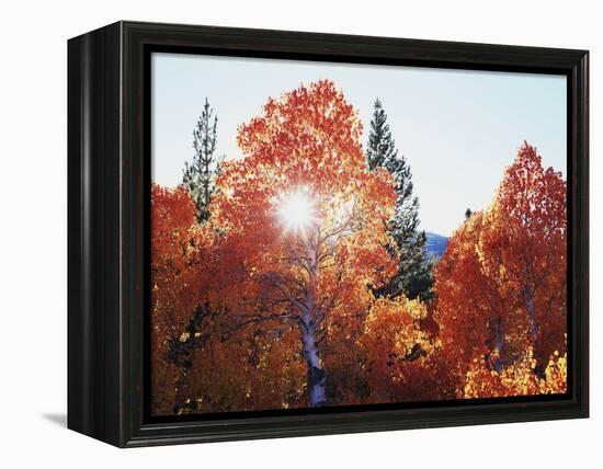 California, Sierra Nevada, Sunset Through Red Color Aspens in Inyo Nf-Christopher Talbot Frank-Framed Premier Image Canvas