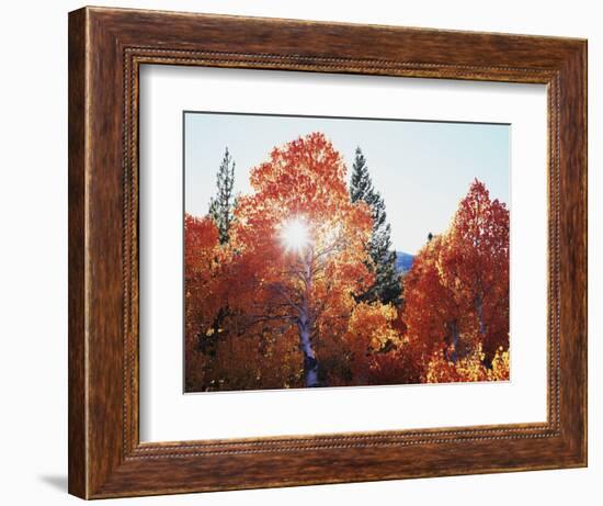 California, Sierra Nevada, Sunset Through Red Color Aspens in Inyo Nf-Christopher Talbot Frank-Framed Photographic Print