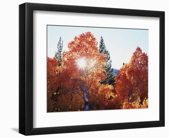 California, Sierra Nevada, Sunset Through Red Color Aspens in Inyo Nf-Christopher Talbot Frank-Framed Photographic Print