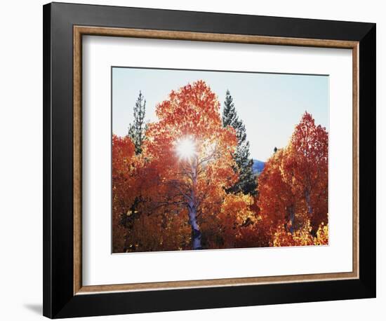 California, Sierra Nevada, Sunset Through Red Color Aspens in Inyo Nf-Christopher Talbot Frank-Framed Photographic Print