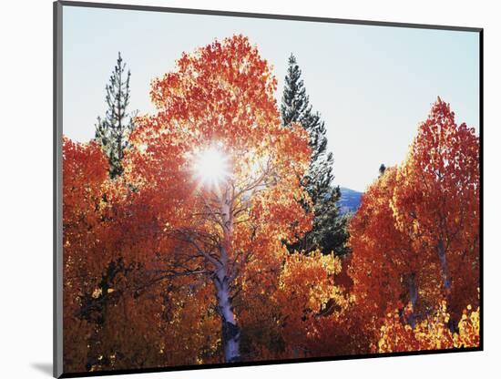 California, Sierra Nevada, Sunset Through Red Color Aspens in Inyo Nf-Christopher Talbot Frank-Mounted Photographic Print