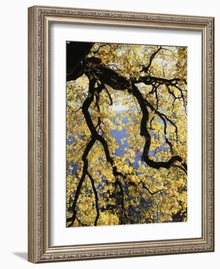 California, Sierra Nevada, Yosemite National Park, Backlit California Black Oaks-Christopher Talbot Frank-Framed Photographic Print