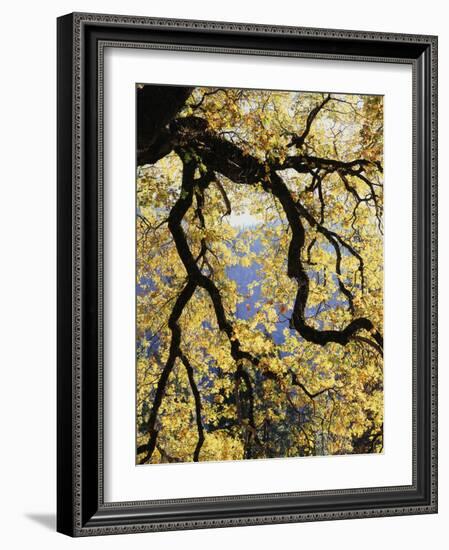 California, Sierra Nevada, Yosemite National Park, Backlit California Black Oaks-Christopher Talbot Frank-Framed Photographic Print