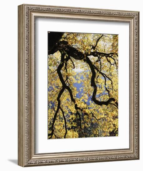 California, Sierra Nevada, Yosemite National Park, Backlit California Black Oaks-Christopher Talbot Frank-Framed Photographic Print