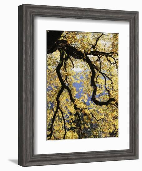 California, Sierra Nevada, Yosemite National Park, Backlit California Black Oaks-Christopher Talbot Frank-Framed Photographic Print