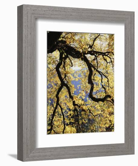 California, Sierra Nevada, Yosemite National Park, Backlit California Black Oaks-Christopher Talbot Frank-Framed Photographic Print