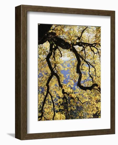 California, Sierra Nevada, Yosemite National Park, Backlit California Black Oaks-Christopher Talbot Frank-Framed Photographic Print