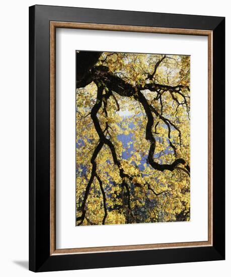 California, Sierra Nevada, Yosemite National Park, Backlit California Black Oaks-Christopher Talbot Frank-Framed Photographic Print