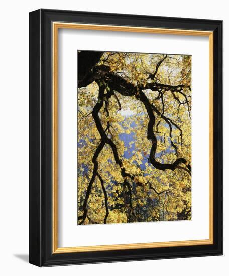 California, Sierra Nevada, Yosemite National Park, Backlit California Black Oaks-Christopher Talbot Frank-Framed Photographic Print