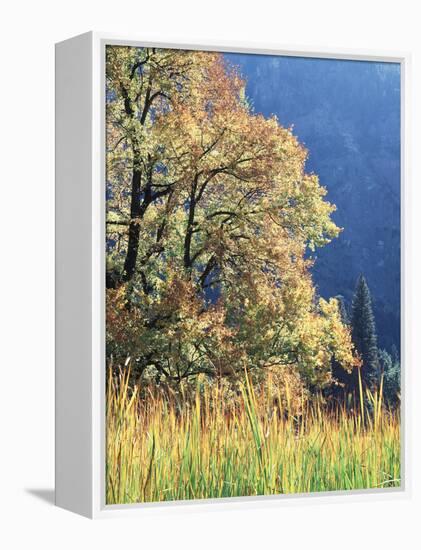 California, Sierra Nevada, Yosemite National Park, Cattails and Black Oak-Christopher Talbot Frank-Framed Premier Image Canvas