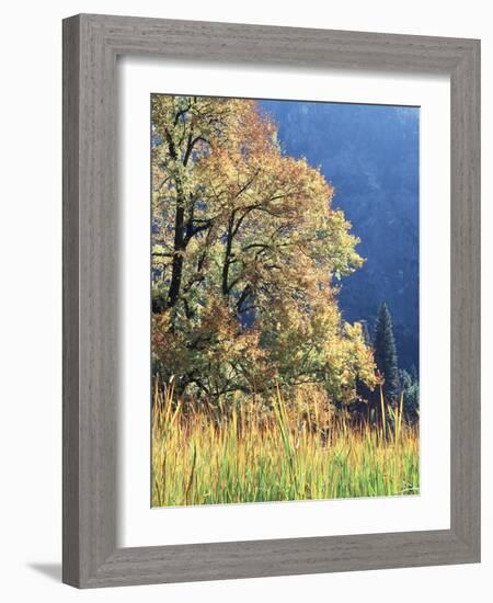 California, Sierra Nevada, Yosemite National Park, Cattails and Black Oak-Christopher Talbot Frank-Framed Photographic Print