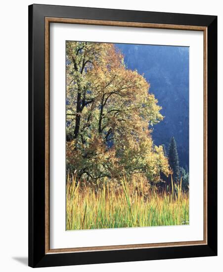 California, Sierra Nevada, Yosemite National Park, Cattails and Black Oak-Christopher Talbot Frank-Framed Photographic Print