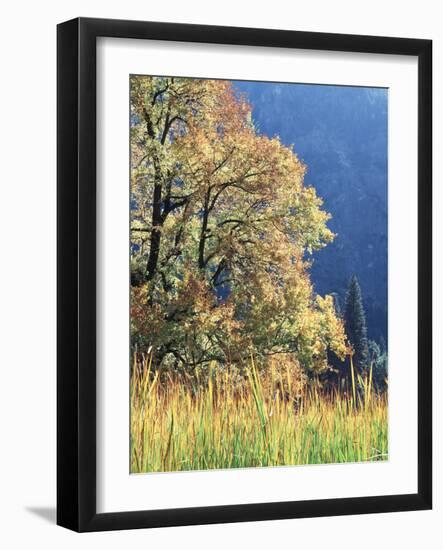 California, Sierra Nevada, Yosemite National Park, Cattails and Black Oak-Christopher Talbot Frank-Framed Photographic Print