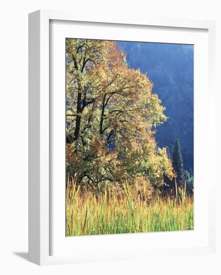 California, Sierra Nevada, Yosemite National Park, Cattails and Black Oak-Christopher Talbot Frank-Framed Photographic Print