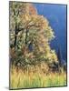 California, Sierra Nevada, Yosemite National Park, Cattails and Black Oak-Christopher Talbot Frank-Mounted Photographic Print