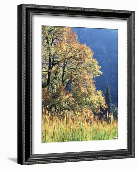 California, Sierra Nevada, Yosemite National Park, Cattails and Black Oak-Christopher Talbot Frank-Framed Photographic Print