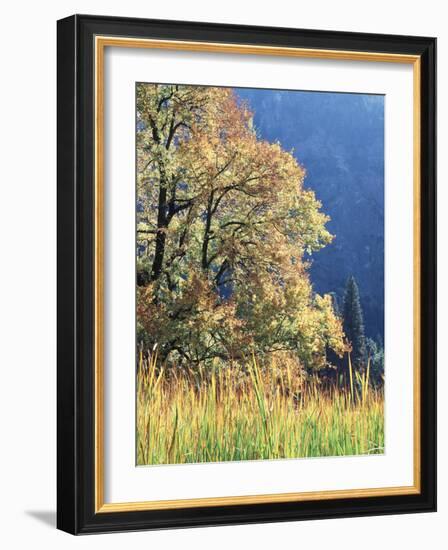 California, Sierra Nevada, Yosemite National Park, Cattails and Black Oak-Christopher Talbot Frank-Framed Photographic Print