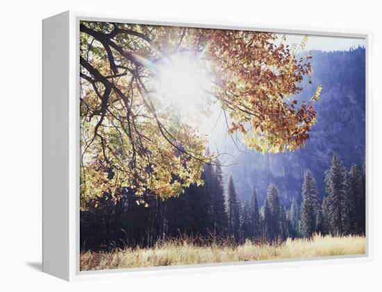 California, Sierra Nevada, Yosemite National Park, Fall Colors of a Black Oak-Christopher Talbot Frank-Framed Premier Image Canvas