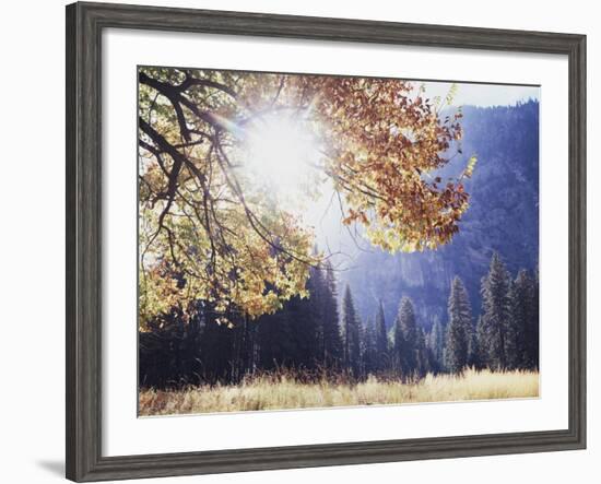 California, Sierra Nevada, Yosemite National Park, Fall Colors of a Black Oak-Christopher Talbot Frank-Framed Photographic Print