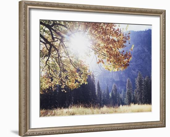 California, Sierra Nevada, Yosemite National Park, Fall Colors of a Black Oak-Christopher Talbot Frank-Framed Photographic Print