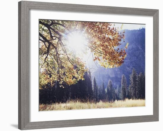 California, Sierra Nevada, Yosemite National Park, Fall Colors of a Black Oak-Christopher Talbot Frank-Framed Photographic Print