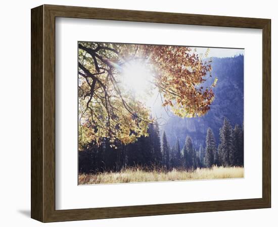 California, Sierra Nevada, Yosemite National Park, Fall Colors of a Black Oak-Christopher Talbot Frank-Framed Photographic Print