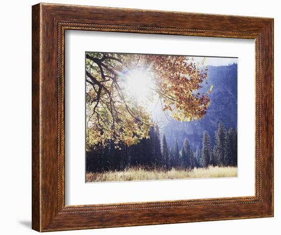 California, Sierra Nevada, Yosemite National Park, Fall Colors of a Black Oak-Christopher Talbot Frank-Framed Photographic Print