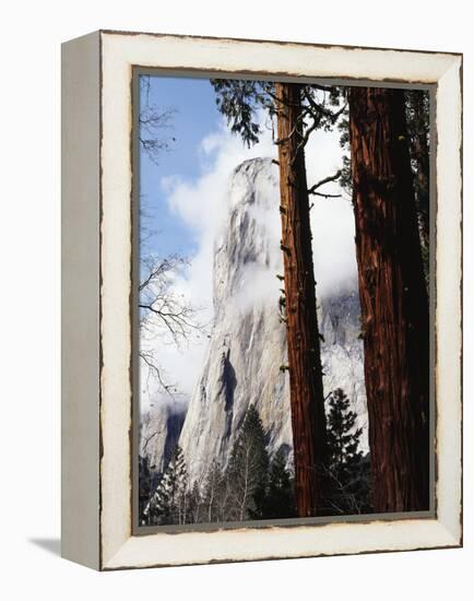 California, Sierra Nevada, Yosemite National Park, Incense Cedar and El Capitan-Christopher Talbot Frank-Framed Premier Image Canvas