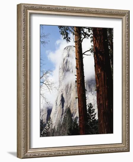 California, Sierra Nevada, Yosemite National Park, Incense Cedar and El Capitan-Christopher Talbot Frank-Framed Photographic Print