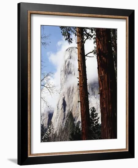 California, Sierra Nevada, Yosemite National Park, Incense Cedar and El Capitan-Christopher Talbot Frank-Framed Photographic Print