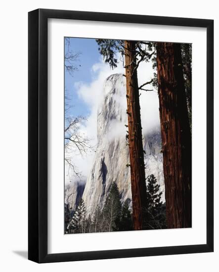 California, Sierra Nevada, Yosemite National Park, Incense Cedar and El Capitan-Christopher Talbot Frank-Framed Photographic Print