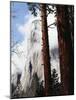 California, Sierra Nevada, Yosemite National Park, Incense Cedar and El Capitan-Christopher Talbot Frank-Mounted Photographic Print