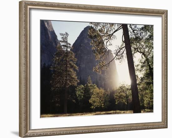 California, Sierra Nevada, Yosemite National Park, Ponderosa Pine Tree in Meadow-Christopher Talbot Frank-Framed Photographic Print