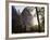 California, Sierra Nevada, Yosemite National Park, Ponderosa Pine Tree in Meadow-Christopher Talbot Frank-Framed Photographic Print