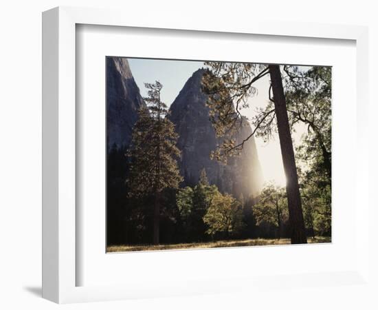 California, Sierra Nevada, Yosemite National Park, Ponderosa Pine Tree in Meadow-Christopher Talbot Frank-Framed Photographic Print