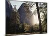 California, Sierra Nevada, Yosemite National Park, Ponderosa Pine Tree in Meadow-Christopher Talbot Frank-Mounted Photographic Print