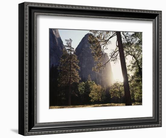 California, Sierra Nevada, Yosemite National Park, Ponderosa Pine Tree in Meadow-Christopher Talbot Frank-Framed Photographic Print