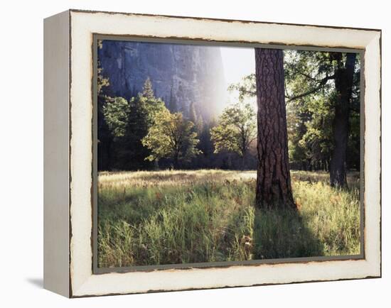 California, Sierra Nevada, Yosemite National Park, Sunset and a Ponderosa Pine-Christopher Talbot Frank-Framed Premier Image Canvas