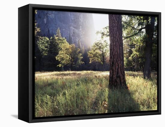 California, Sierra Nevada, Yosemite National Park, Sunset and a Ponderosa Pine-Christopher Talbot Frank-Framed Premier Image Canvas