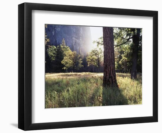 California, Sierra Nevada, Yosemite National Park, Sunset and a Ponderosa Pine-Christopher Talbot Frank-Framed Photographic Print